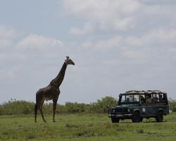 Baden plus Tsavo West, Amboseli, Tsavo Ost-Safari